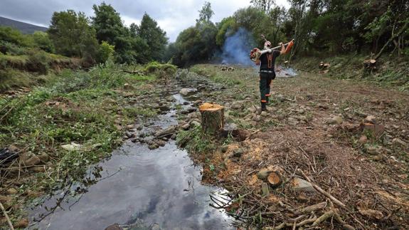 Los ecologistas denuncian la tala de árboles en el río Bayones, en Ucieda