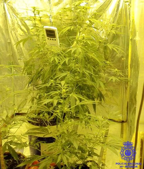 La Policía encuentra una plantación de marihuana al acudir a un piso por un problema familiar