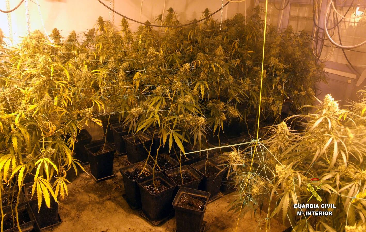 Detenido con 500 plantas de marihuana que cultivaba enganchado a la luz y el agua de una urbanización