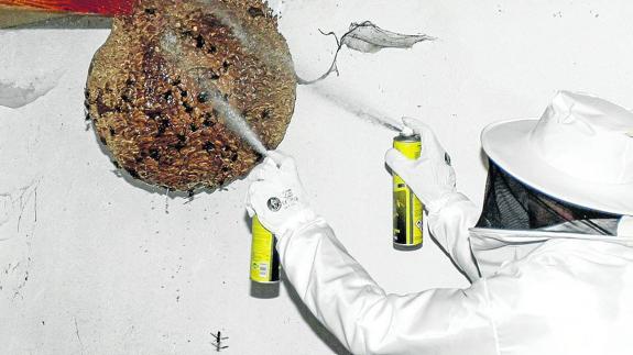 A la caza de la avispa asesina