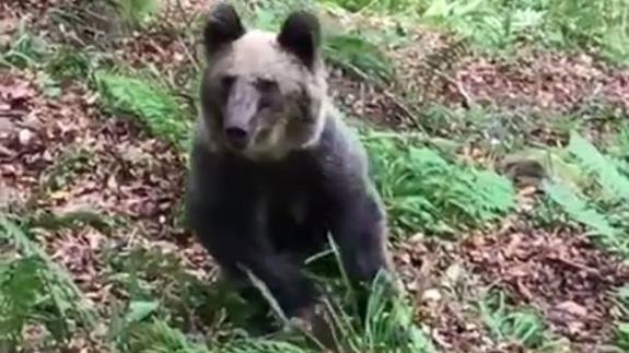 Cantabria aprobará "cuanto antes" un protocolo de actuación con osos que se acercan al hombre