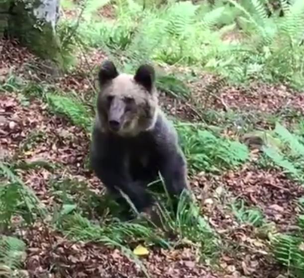 La Fundación Oso Pardo censura la actuación del cazador que grabó al oso en Cosgaya