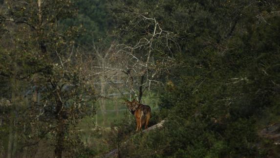 Casi mil ganaderos piden que el lobo continúe siendo especie cinegética