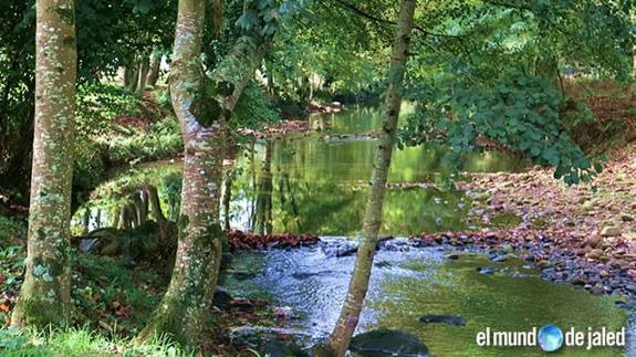 El bosque en galería del río Agüera