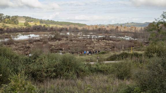 Ecologistas denuncian errores en la recuperación de la marisma de Rubín, en Oyambre