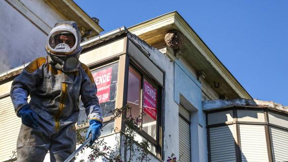 Ofensiva de los bomberos de Santander y el 112 contra la avispa asiática