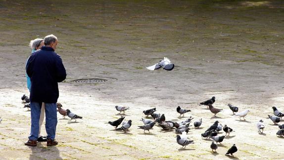 PP pide medidas urgentes para reducir la población de palomas en Torrelavega