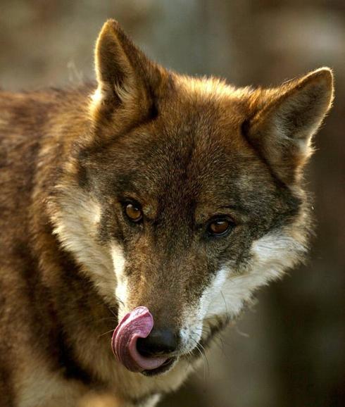 SOS Lobo acude a Revilla para que "se deje de perseguir y matar al lobo ibérico"