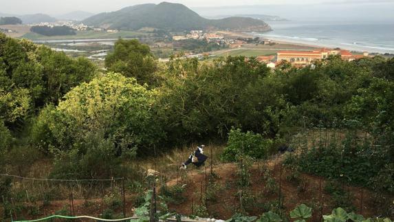 Santoñismo presenta un proyecto para recuperar la vid en el monte Buciero