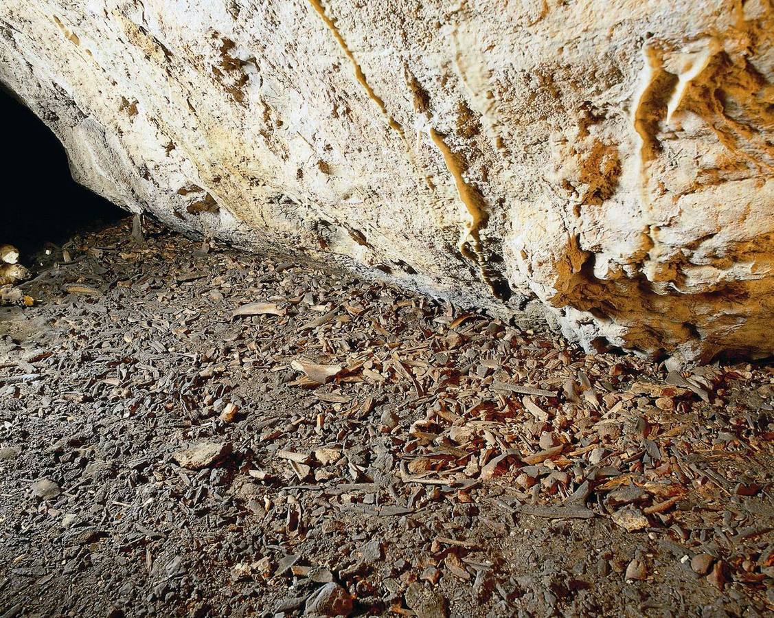 Hallan en La Garma restos de uno de los últimos leones de las cavernas