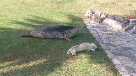 Nace una foca gris en el minizoo de La Magdalena