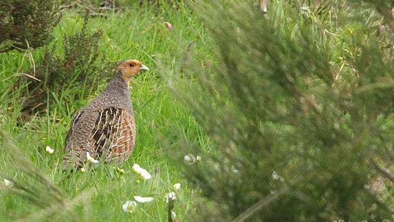 ¿Perdiz o codorniz?