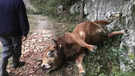 La víctima del ataque del toro en Gama intentó vender el animal el día antes