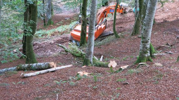 Los ecologistas organizan visitas guiadas para mostrar las talas en el Parque Saja-Besaya