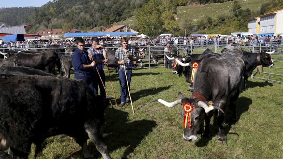 La asamblea de criadores de raza tudanca tampoco asistirá a las ferias de 2017