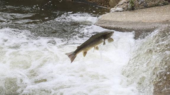 El Life Miera prevé reintroducir el salmón en toda la cuenca