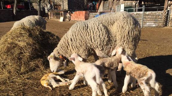 Nuevo parto de cuatro corderos en Los Cos
