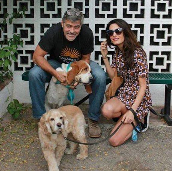 Los Clooney esperan gemelos para la primavera