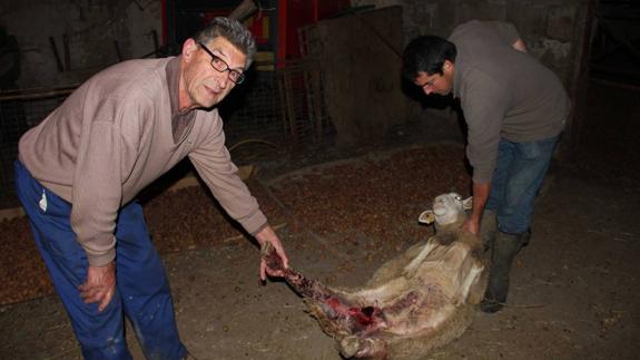 El lobo ataca de nuevo en Liébana