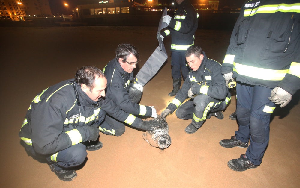 Rescatan a una foca herida en la Segunda playa de El Sardinero