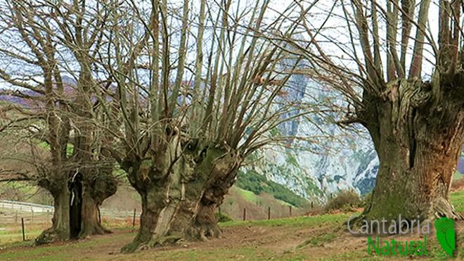 Los castaños milenarios de Pendes