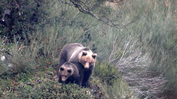 Cuatro comunidades se unen para prevenir incidentes entre osos y humanos