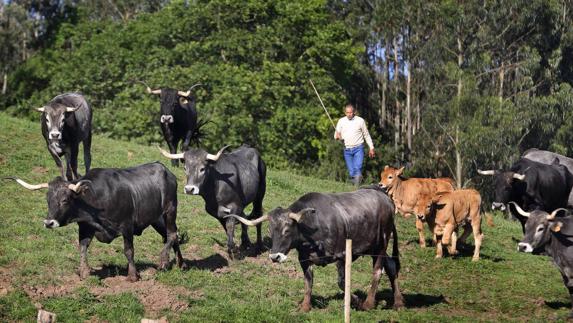 El renacer de la tudanca