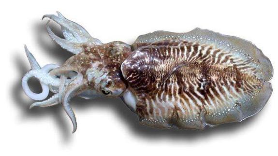 Sepia, jibia o cachón