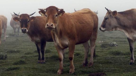 Más de mil vacas de 19 explotaciones han sido sacrificadas por la brucelosis