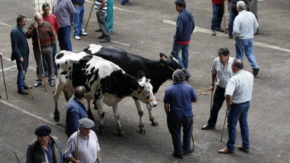 Medio Rural abonará, en los próximos días, 6,5 millones a 1.356 ganaderos de leche