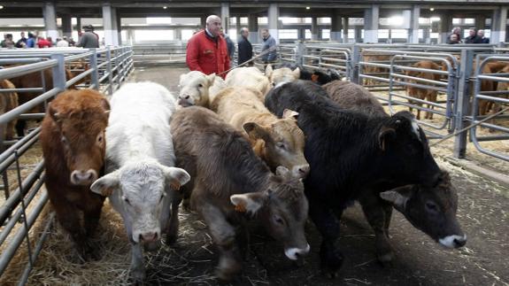 Asociaciones ganaderas muestran su "descontento generalizado" con la gestión de Medio Rural