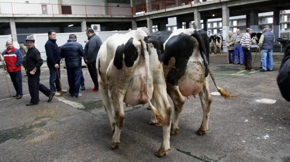 Oria insiste ante el Ministerio en pedir un cambio en el protocolo sanitario en casos de brucelosis