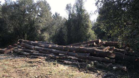 Medio Natural autoriza de nuevola tala en el Bosque de Loredo