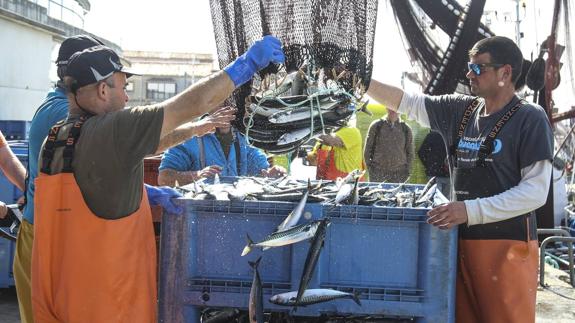 Por fin llegó el verdel