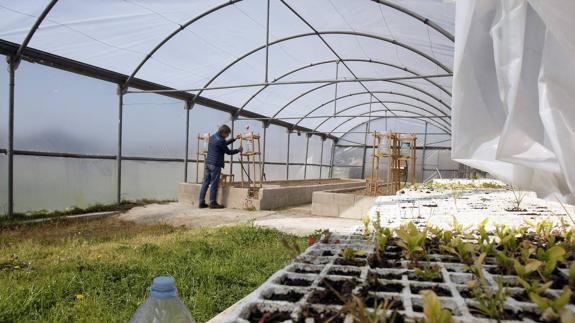 Suances cederá terrenos agrícolas a emprendedores