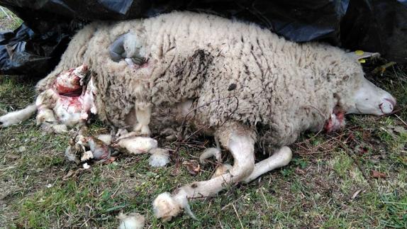 Los lobos vuelven de nuevo a atacar las ovejas de Piasca