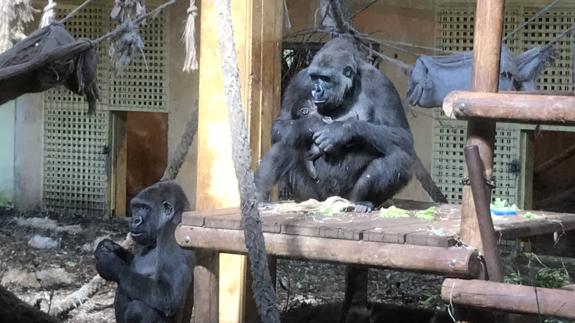 El primer día del bebé gorila en Cabárceno