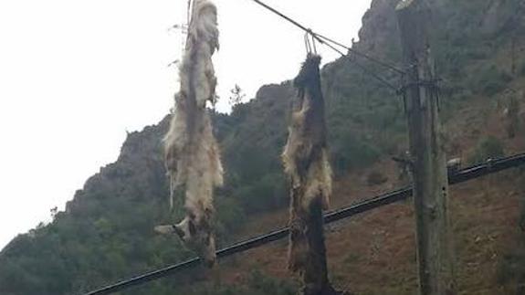 Cuelgan pieles de cabritos en el Desfiladero en protesta "por el cierre del matadero"