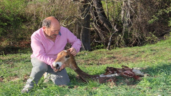 Los lobos matan un potro recién nacido en Porcieda