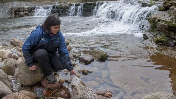 Los peces nadan con salvoconducto en el paso del Miera por Liérganes