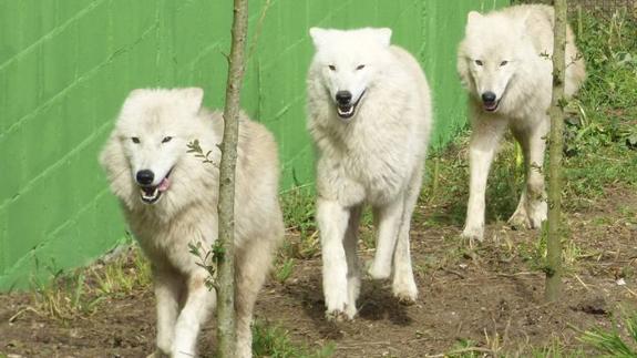 Tres lobas árticas completan el Parque Cuaternario del Zoo de Santillana