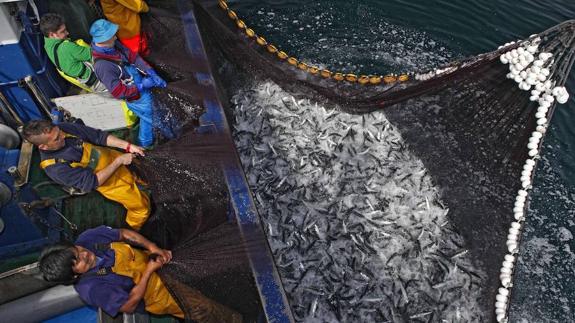 Más de un millón de kilos de verdel vendidos en la lonja barquereña