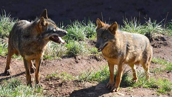 El Gobierno propone ahora mantener al lobo como especie cinegética