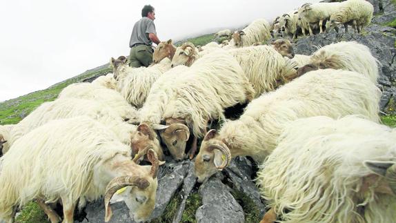 La autorización para cazar lobos rompe el consenso entre ganaderos y conservacionistas