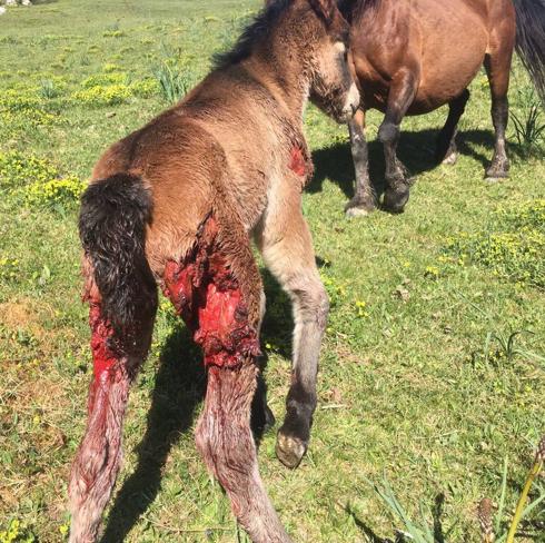 Los ganaderos, indignados tras un nuevo ataque del lobo en Tudanca