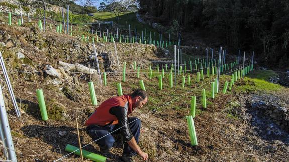 Un vino 100% de Santoña