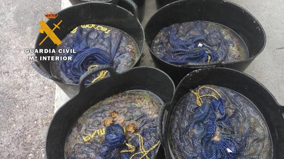 Intervienen 150 Kilos de anemona de mar, cuya venta no está permitida