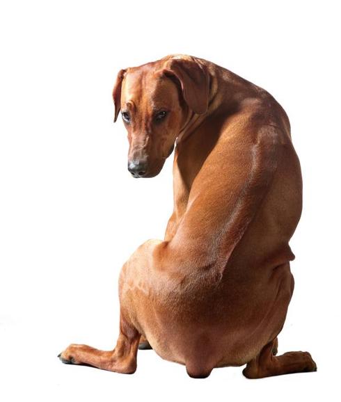 Con derecho a mover el rabo