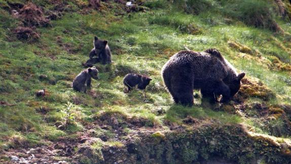 El programa LIFE+ cumple 25 años de lucha por la supervivencia del oso pardo