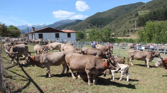 300 cabezas de ganado en la feria de Tama